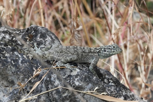 Anderson's Rock Agama
