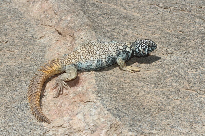 Mastigure de Bent (Uromastyx du Yémen) (Uromastyx benti)