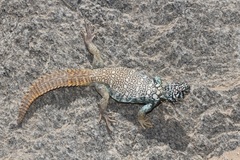Uromastyx benti