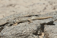 Uromastyx benti