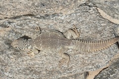 Uromastyx benti