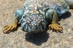Uromastyx benti