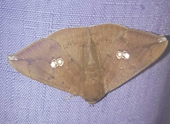 Platyja umminia