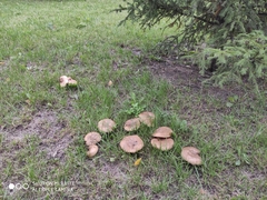 Paxillus involutus
