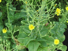 Lactuca sativa