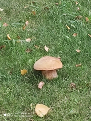 Boletaceae