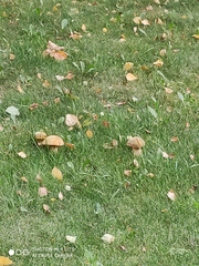 Boletaceae