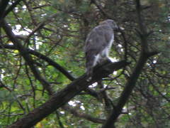 Accipiter gentilis