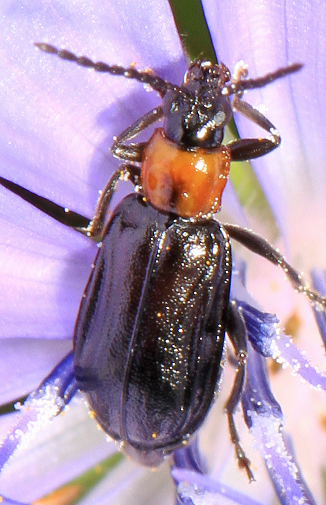 Black Diabrotica