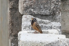 Emberiza tahapisi