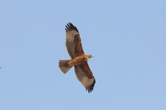 Aquila fasciata