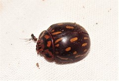 Paropsisterna anomala