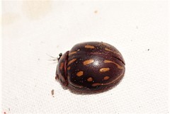 Paropsisterna anomala
