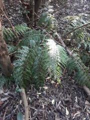 Asplenium × lucrosum