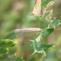 Coleophora peribenanderi