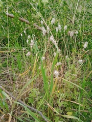 Enneapogon nigricans