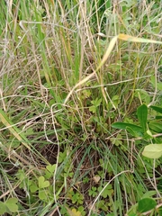 Enneapogon nigricans