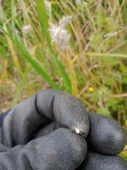 Enneapogon nigricans