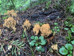 Phaeoclavulina eumorpha