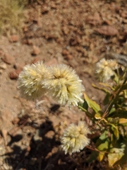 Ptilotus auriculifolius