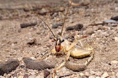 Paragryllacris combusta