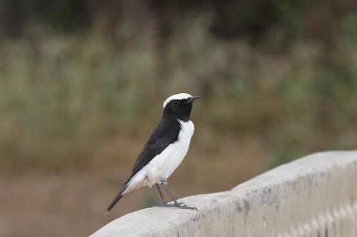 Arabian Wheatear (Oenanthe lugentoides), photo 5