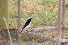 Oenanthe lugentoides