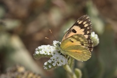 Colotis calais
