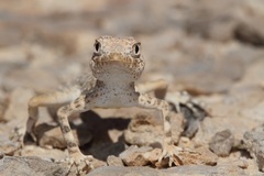 Pristurus carteri