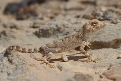 Pristurus carteri