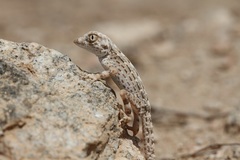 Pristurus carteri