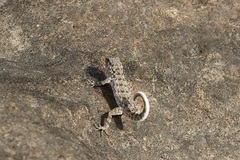 Pristurus