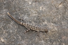 Pristurus