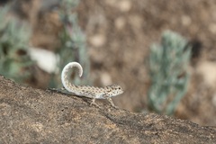 Pristurus