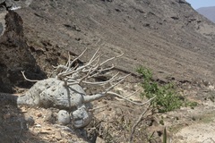 Adenium obesum