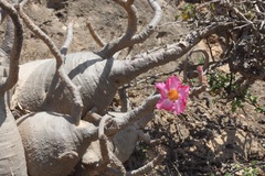 Adenium obesum