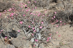 Adenium obesum