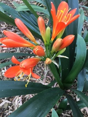Clivia miniata miniata