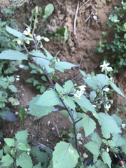 Solanum nigrum