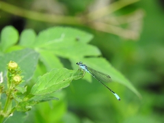 Acanthagrion quadratum