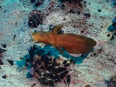 Whitelip Catfish photo 2