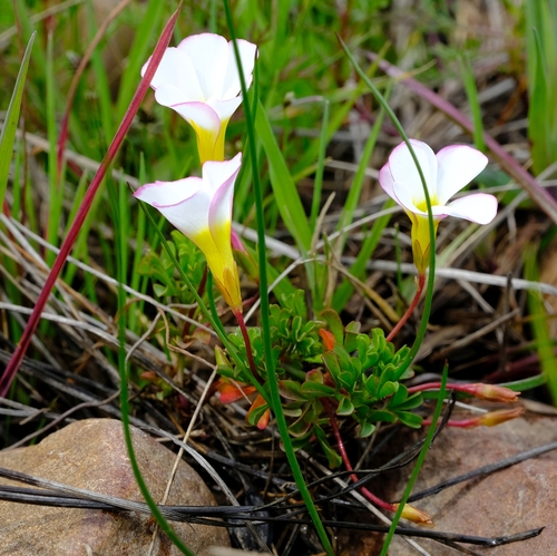 Oxalis recticaulis