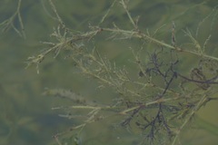 Najas guadalupensis
