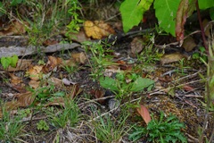 Polygala verticillata