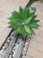 Agave attenuata