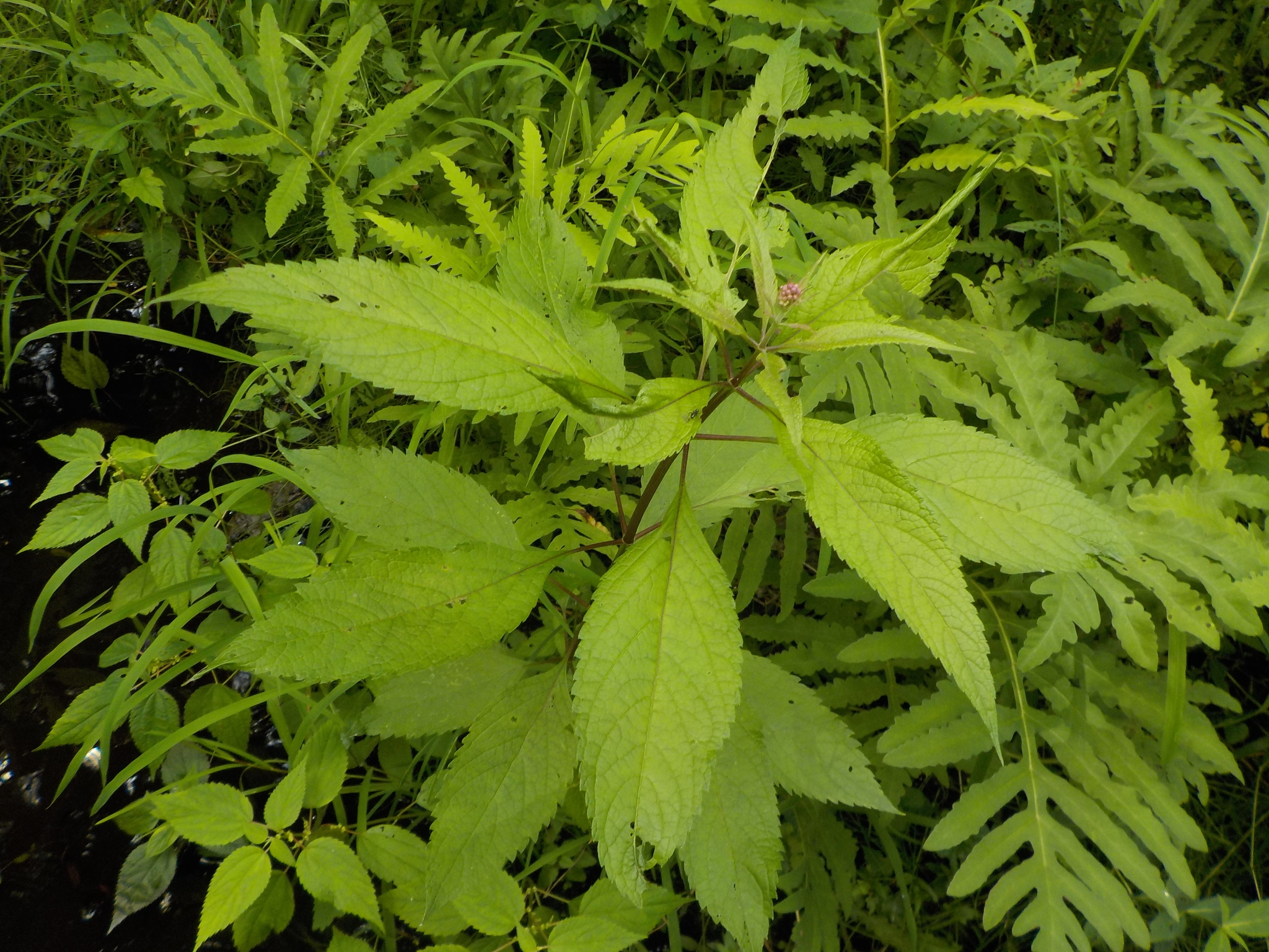 Eutrochium maculatum var. maculatum