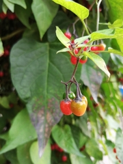 Solanum dulcamara