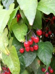 Solanum dulcamara