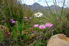 Lampranthus filicaulis