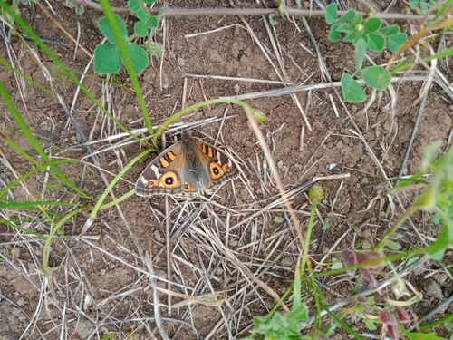 Meadow Argus photo 3